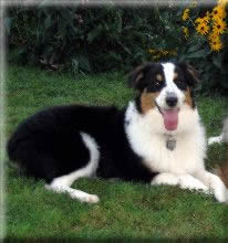 (Ch.Watermark Unrivalled, mjr ptd ASCAx Hearthside's Shaming the Sun, CGC/TDI, ASCA/AKC CD )