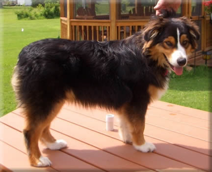 (Ch. Crofton Hide and Seek  x  Watermark Irresistible)