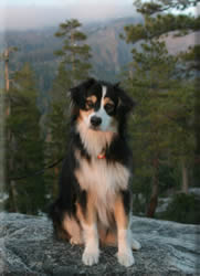 (Watermark Politically Incorrectx  Watermark Irresistible)